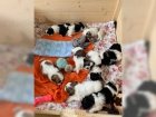 Ndhern istokrevn tata Shih Tzu