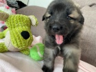 brzy si vezmi tn Leonberger