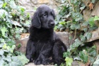 Flat Coated Retriever