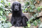 Flat Coated Retriever