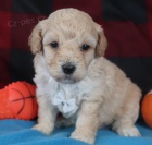 Krásná štěňata bichon poo jsou k dispozici a připravena k prodeji.