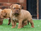 Prodm krsn ttka dogue de bordeaux.