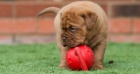 Prodm krsn ttka dogue de bordeaux.