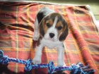 12 tdn Beagle tata