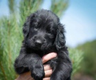 tata Flat coated retrievera s PP