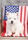 štěňata West Highland Terrier k dispozici