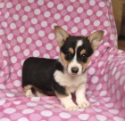 štěňata Welsh Corgi Pembroke k dispozici