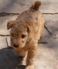 tata Lakeland Terrier k dispozici