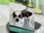 Okouzlujc dti Shih Tzu