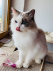 Ragdoll koata k adopci