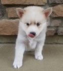 Prodám štěňata Pomskies