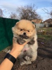 Pomeranian štěňata na prodej.