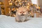 Pomeranian tata na prodej.