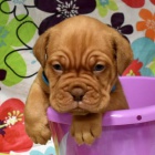 Dogue de Bordeaux tata tata na prodej.