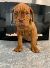 Dogue de Bordeaux tata