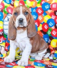 tata Basset Hound pro dobr domov