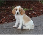 Beagle štěňátka jsou připravena poznat nové rodiny.