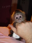 dětské kapucínské opice na prodej