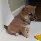Prodám štěňata SHIBA INU
