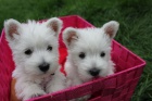 Prodm tata West Highland White Terriers.