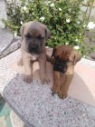 Na prodej krasna stenata Cane Corso