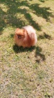 Pomeranian Spitz