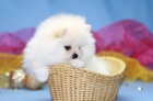 Pomeranian - nemecky špic 