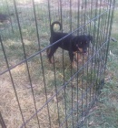 australsk kelpie tata k adopci