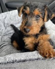 Airedale terir pro nov domovy