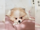 Pomeranian trpasli pic