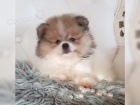 Pomeranian trpasli pic