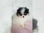 Pomeranian trpasli pic