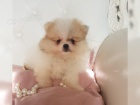 Pomeranian pic tata