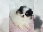 Pomeranian pic tata