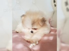 Pomeranian pic tata