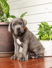 tata Cane Corso pro dobr domov