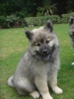štěňata Eurasier  k dispozici