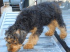 tata Welsh Terrier k dispozici