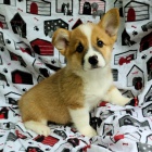 Prodej tat mini Pembroke Welsh Corgi tata.