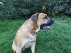 Boerboel