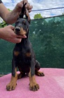 DOBERMAN tata