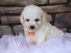 Miniaturní MALTIPOO ŠTĚŇATA na prodej.