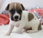 Prodm tata Jack Russell terira.