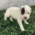 Prodám krásná a zdravá očkovaná štěňata Německého Boxera.