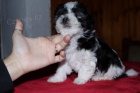 Bichon Havanese