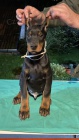 DOBERMAN