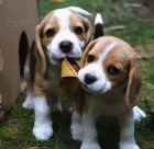 Vynikajc tata Ckc Beagle pro nvrat dom