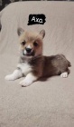 Welsh Corgi tata