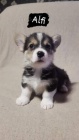 Welsh Corgi tata