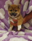 Shiba Inu tata